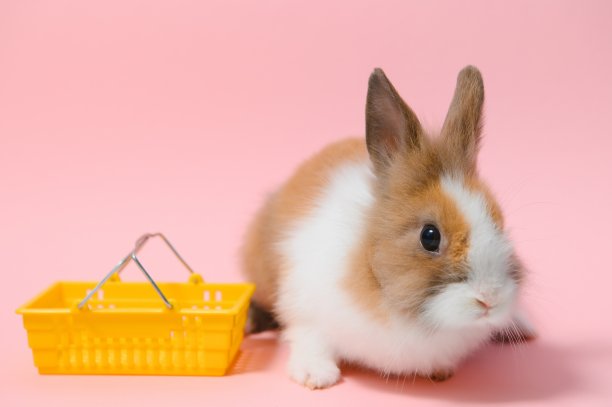 复活节兔子兔子购物篮图片下载