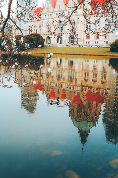 初春白玉兰盛开，湖面美丽动人图片下载