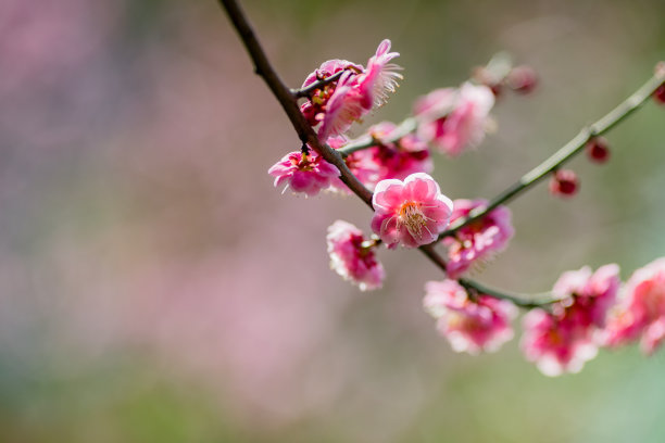 梅花图片下载