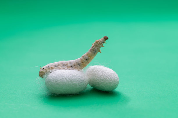 绿色背景上的蚕和蚕茧图片下载