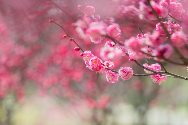 梅花图片下载