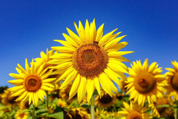 黄色向日葵的农田映衬着云雾缭绕的天空。向日葵。黄金日落。向日葵特写镜头。农业产业。耕地照片。花图片图片下载