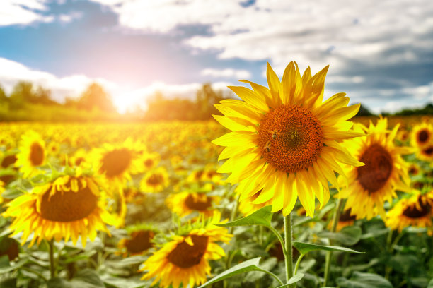 黄色向日葵的农田映衬着云雾缭绕的天空。向日葵。黄金日落。向日葵特写镜头。农业产业。耕地照片。花图片图片下载