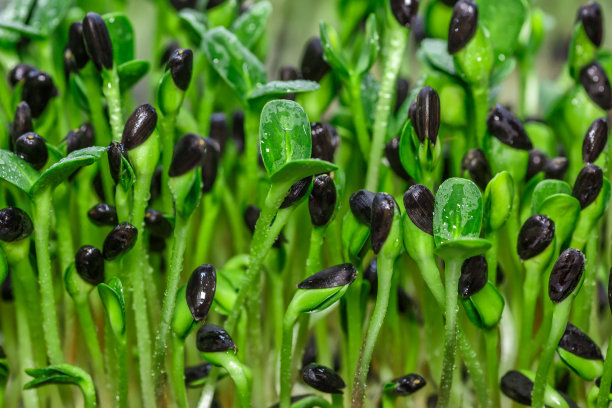微型蔬菜苗 - 健康新鲜的食物。大麻生物可降解垫上的微型蔬菜发芽。家庭种子发芽。纯素和健康食品概念。图片下载