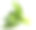 年轻的有机白白菜或白菜中国白菜孤立在白色背景图片下载