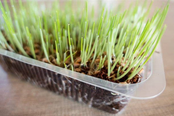 绿猫草图片下载