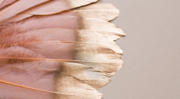 精致的米黄色羽毛。浅米色背景上有金色羽毛的图案。从上面看。平的。图片下载