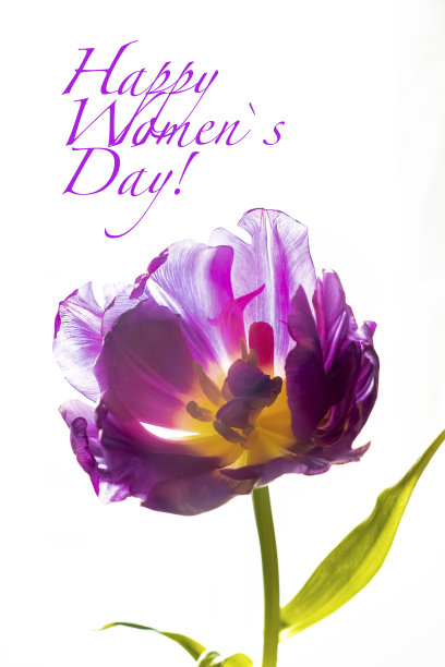 白色背景上淡紫色精致的郁金香。垂直照片和祝贺文字图片下载