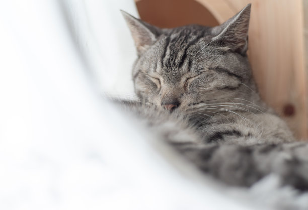 睡觉的猫图片下载