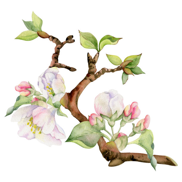 手绘水彩苹果枝叶花，白色、粉色、绿色。方形构图孤立在白色背景上。设计墙面艺术，婚礼，印刷，织物，封面，卡片，邀请。图片下载