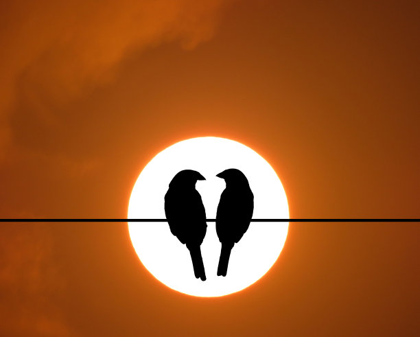 一对美丽的鸟剪影，两只鸟坐在落日的背景上。图片下载