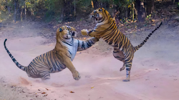 两只孟加拉虎在打架图片下载