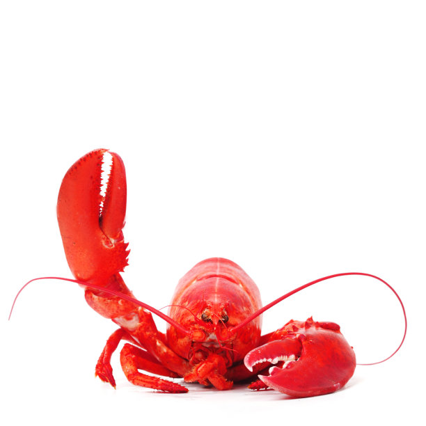 你好龙虾图片下载