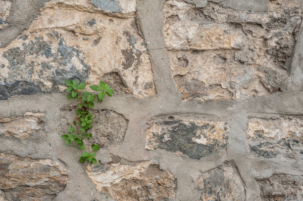 垃圾墙背景与旧风化的石头和植物纹理图片下载
