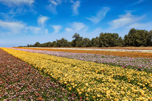 壮丽的田野图片下载