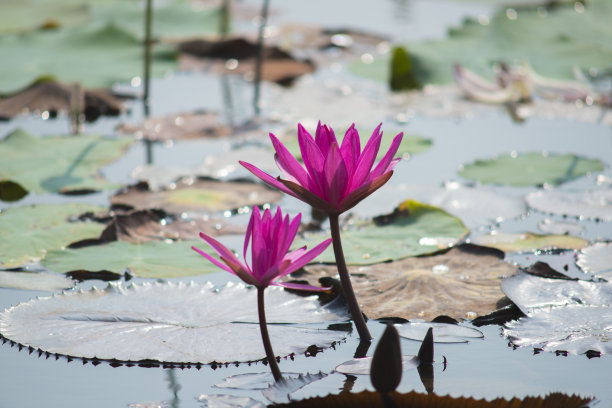 自然图片:百合。这是美丽的花。图片下载