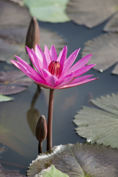 自然图片:百合。这是美丽的花。图片下载
