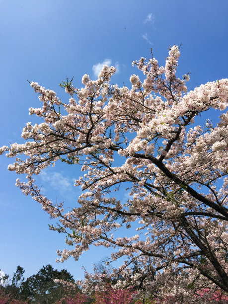 台湾阿里山樱花盛开图片下载