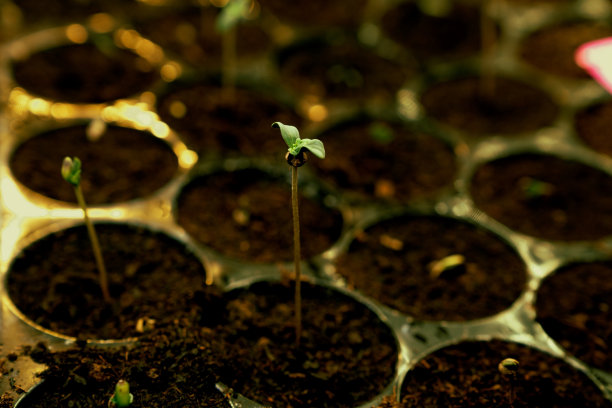 近距离观察，大麻苗在填土种植盘中。图片下载