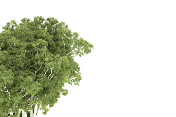 福雷斯特安排孤立的背景。三维渲染-插图描述图片下载