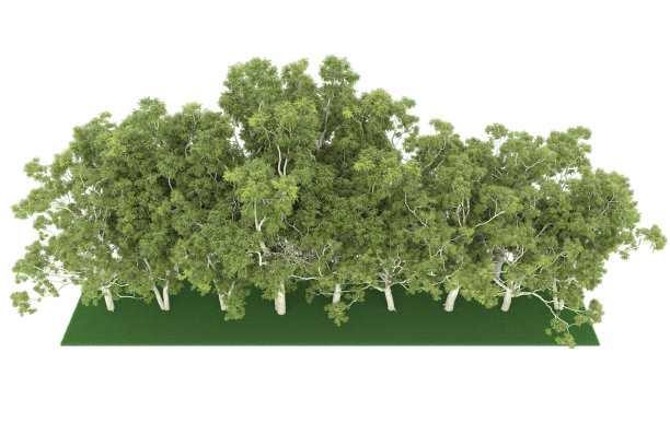 福雷斯特安排孤立的背景。三维渲染-插图描述图片下载