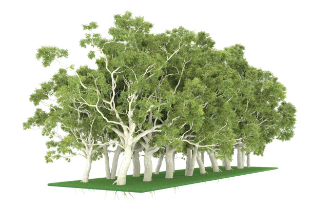 福雷斯特安排孤立的背景。三维渲染-插图描述图片下载