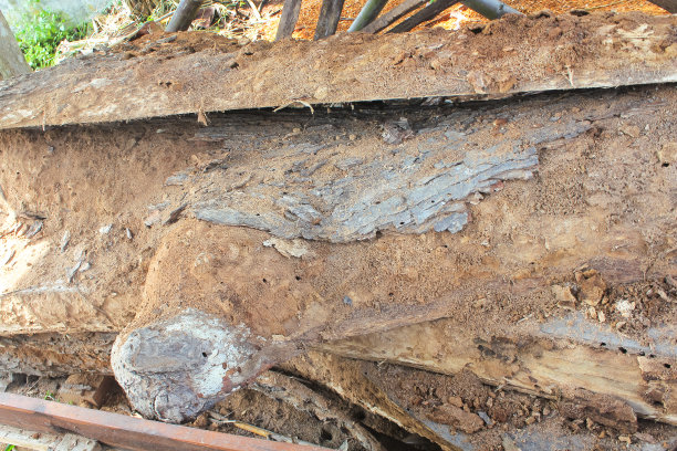 木板工匠的照片图片下载