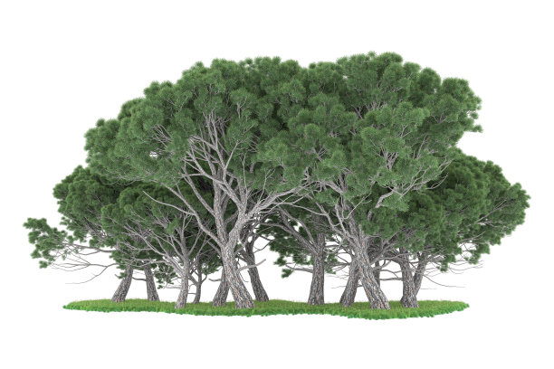 福雷斯特安排孤立的背景。三维渲染-插图描述图片下载