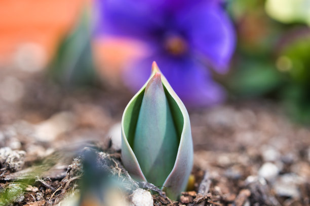 郁金香球茎在春天从土里冒出来图片下载