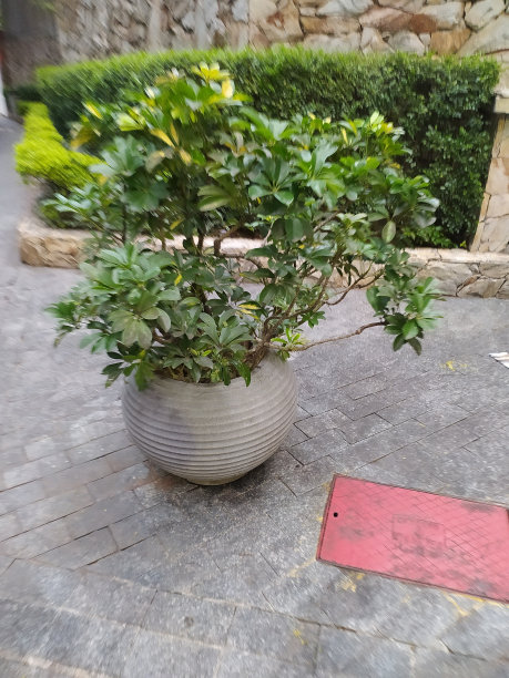 地板上一个花瓶的模糊图片图片下载