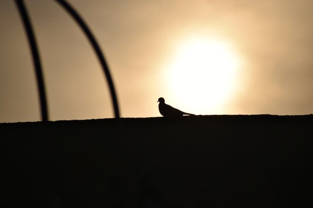 鸟在哪里图片下载