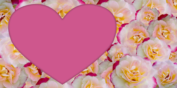 粉红色的心在粉红色和白色和黄色玫瑰花背景，自然，爱情，情人节，佛，横幅，模板，复制空间图片下载
