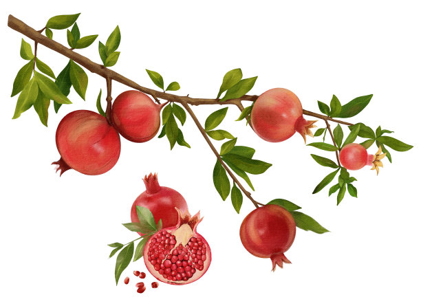 水彩石榴。手绘石榴果在树枝上，树叶孤立在白色背景上。水彩植物插图图片下载