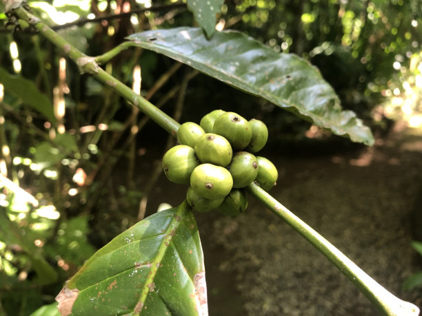 咖啡豆子图片下载