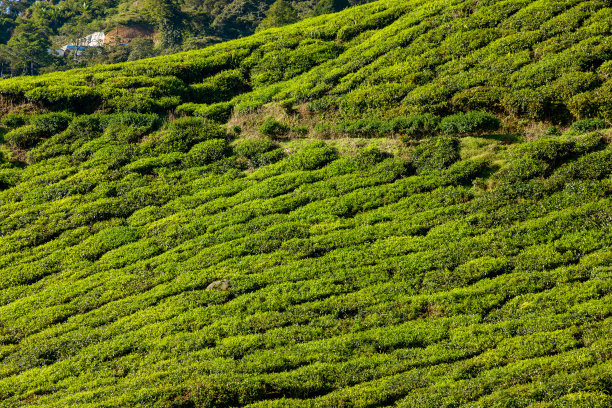 马来西亚金马伦高地的茶园图片下载