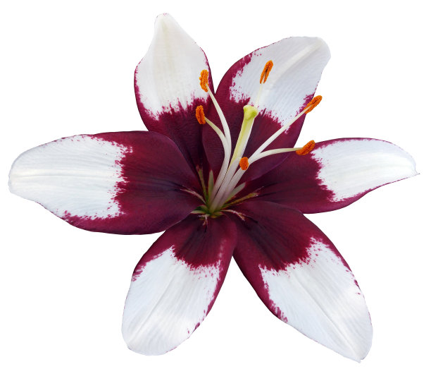 百合花。孤立在白色背景上。特写镜头。大自然。图片下载