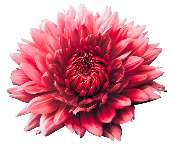 花红大丽花。孤立在白色背景上。特写镜头。为设计。图片下载