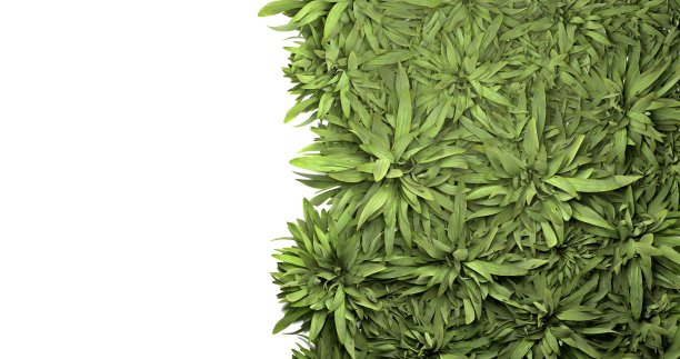 绿色肋骨芭蕉，植物，美丽的花卉背景，3d渲染图片下载