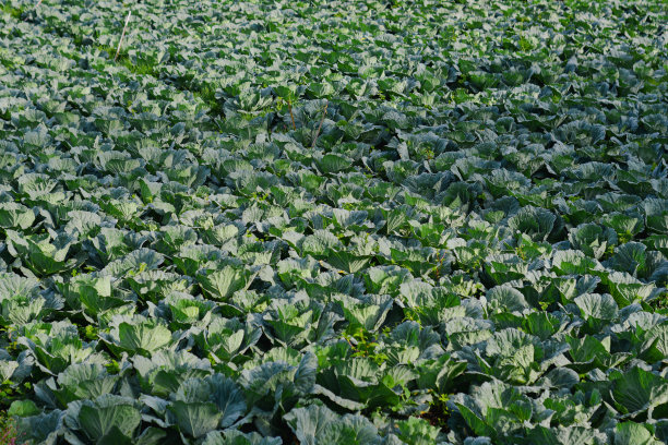 卷心菜图片下载