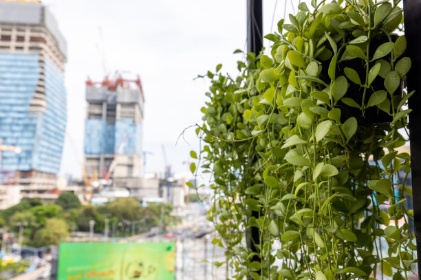 城市中绿墙上一排排盆栽绿叶植物图片下载
