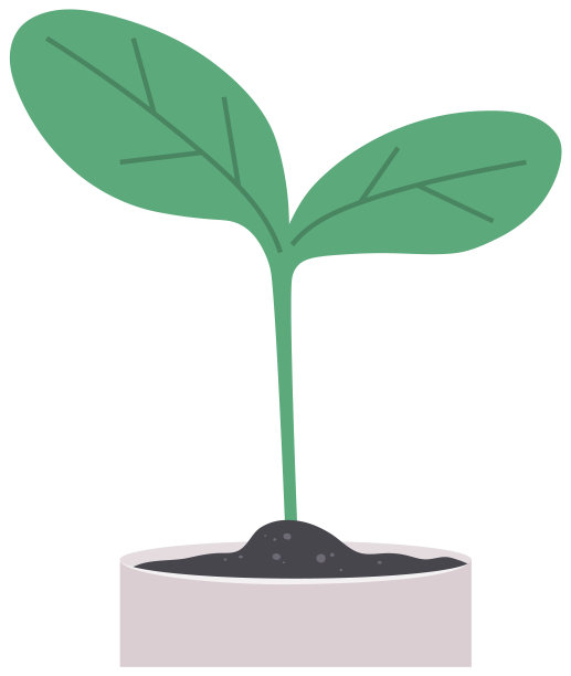 室内植物，白色花盆中绿色发芽。用于家庭装饰的植物，实验室实验和研究图片下载