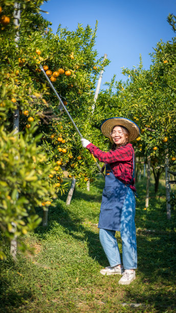 在橘园工作的女农民。园丁在橘子地里用剪刀摘橘子图片下载