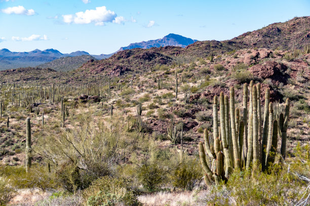 亚利桑那州图森附近的仙人掌沙漠景观图片下载