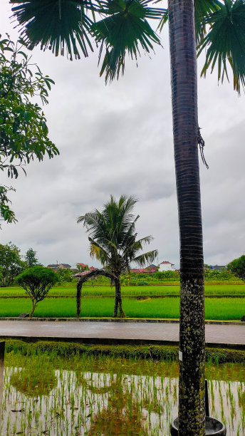 乡村道路上的稻田和棕榈树的自然风景。图片下载