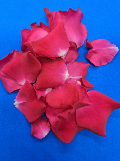 红色玫瑰花瓣，蓝色背景图片下载