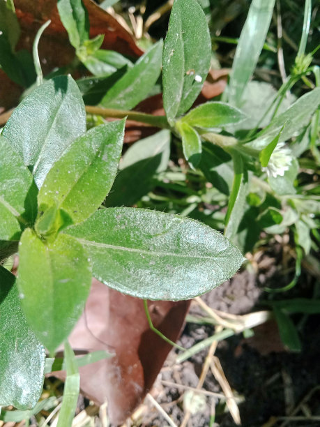 美丽的小绿色植物照片图片下载