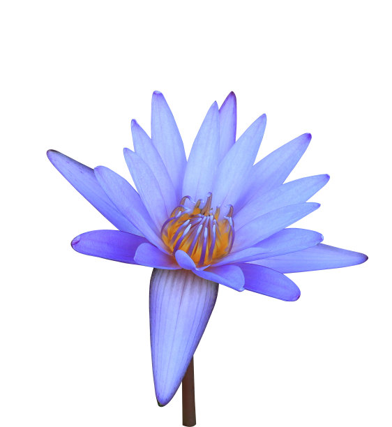 紫色的莲花。图片下载