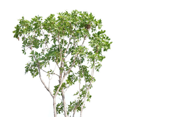 在白色孤立的背景上有一个鸟巢的热带树木图片下载