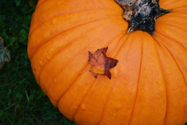 鲜南瓜上的枫叶图片下载