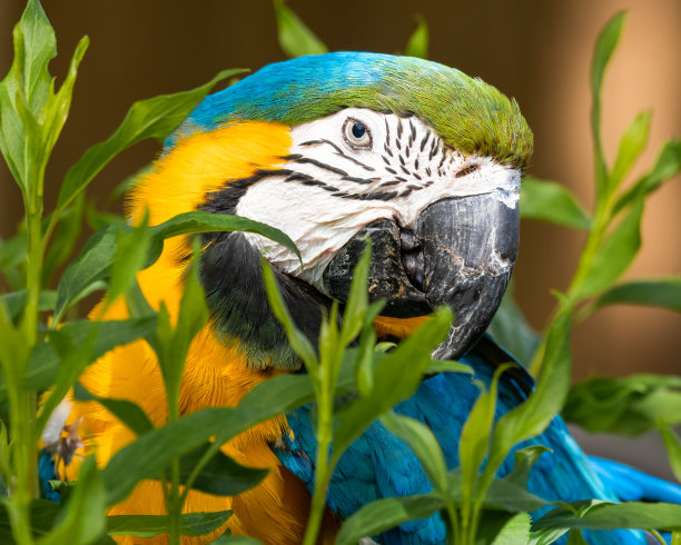 蓝色和金色金刚鹦鹉图片下载